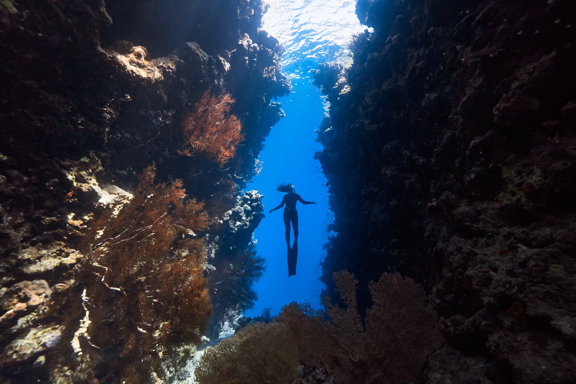 Diving into Adventure: Exploring the Varied Worlds Beneath the Waves